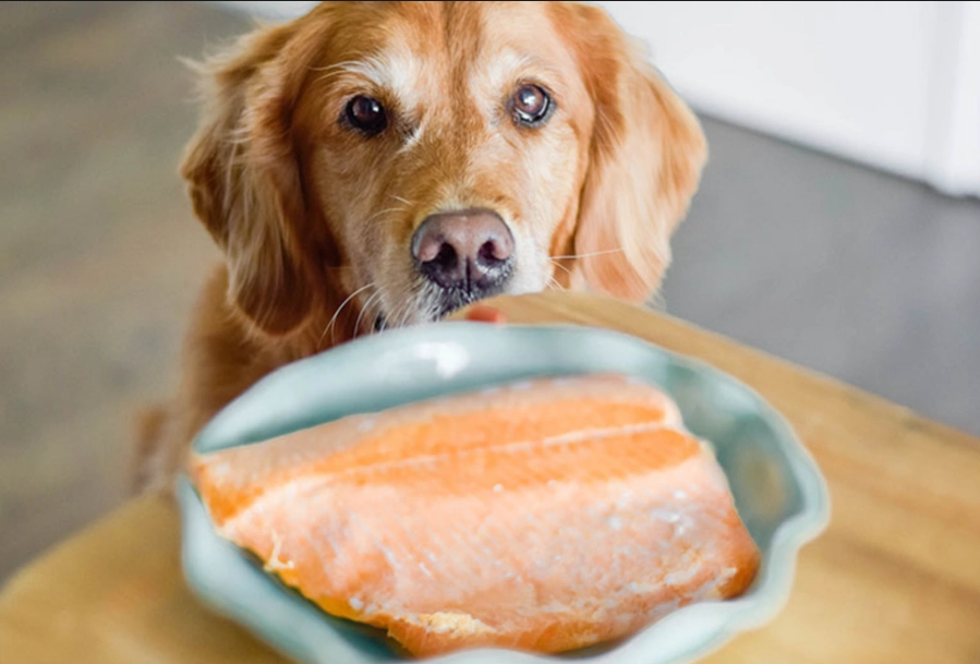 狗吃魚刺 狗吃魚刺