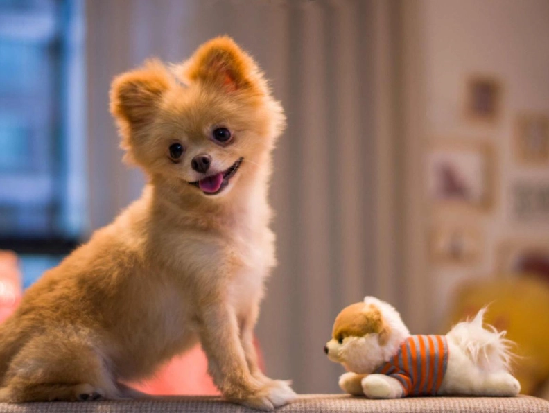 博美犬 香港 獸醫 博美犬 香港 獸醫