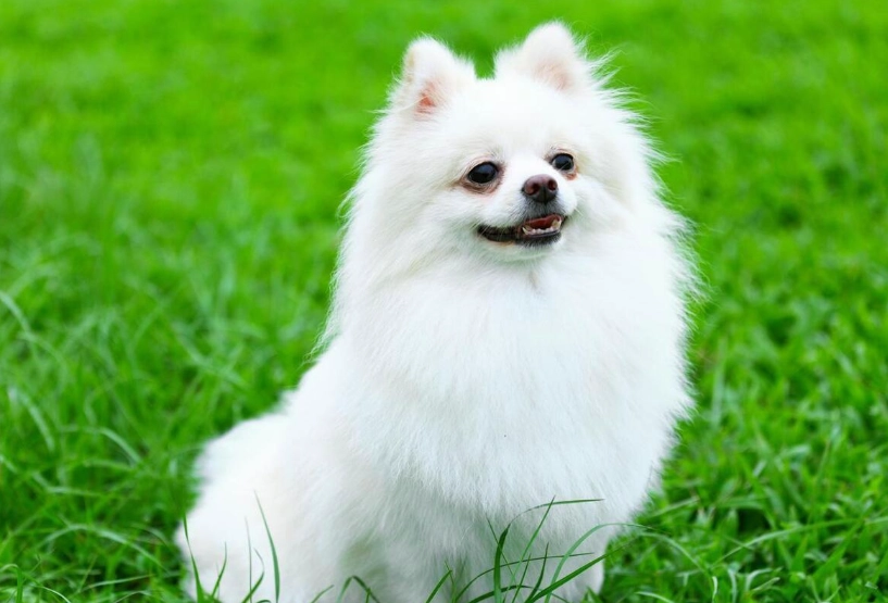 博美犬毛色 博美犬毛色