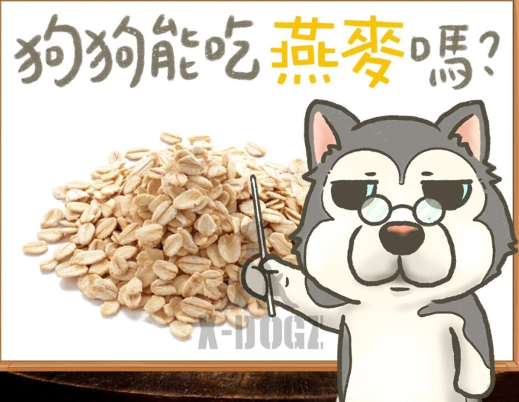 狗狗吃燕麥片 狗狗吃燕麥片