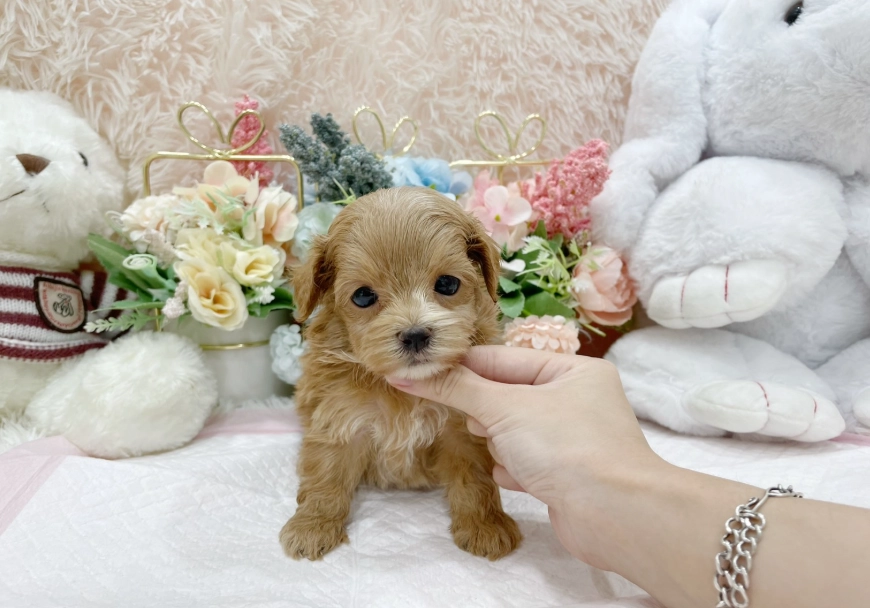 幼犬餵食量計算