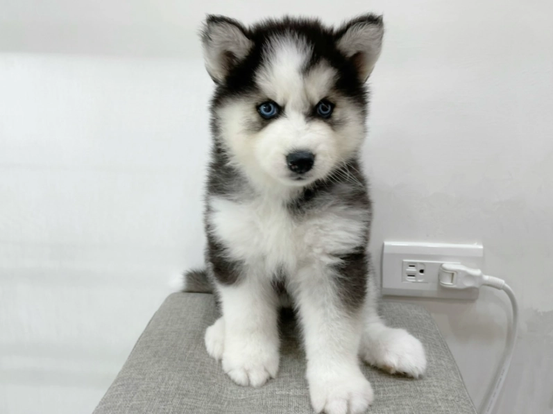 犬種科學分類