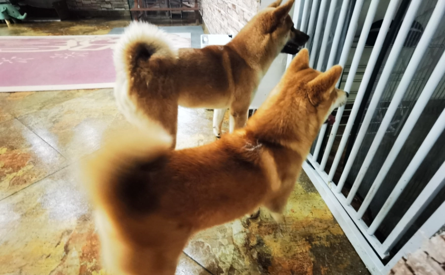 狗狗吃水蜜桃 狗狗吃水蜜桃