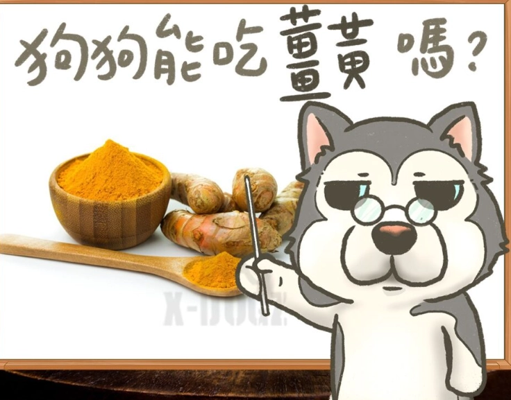 狗吃薑黃