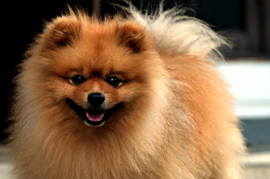 博美犬性格 博美犬性格
