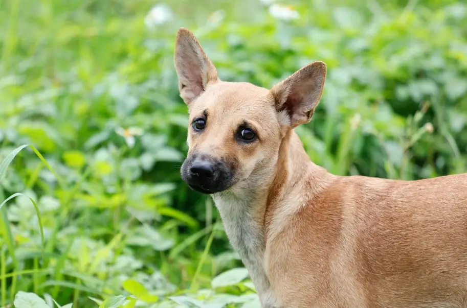 台灣熱門犬種