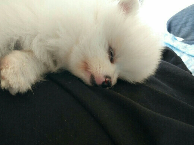 博美犬飼料推薦