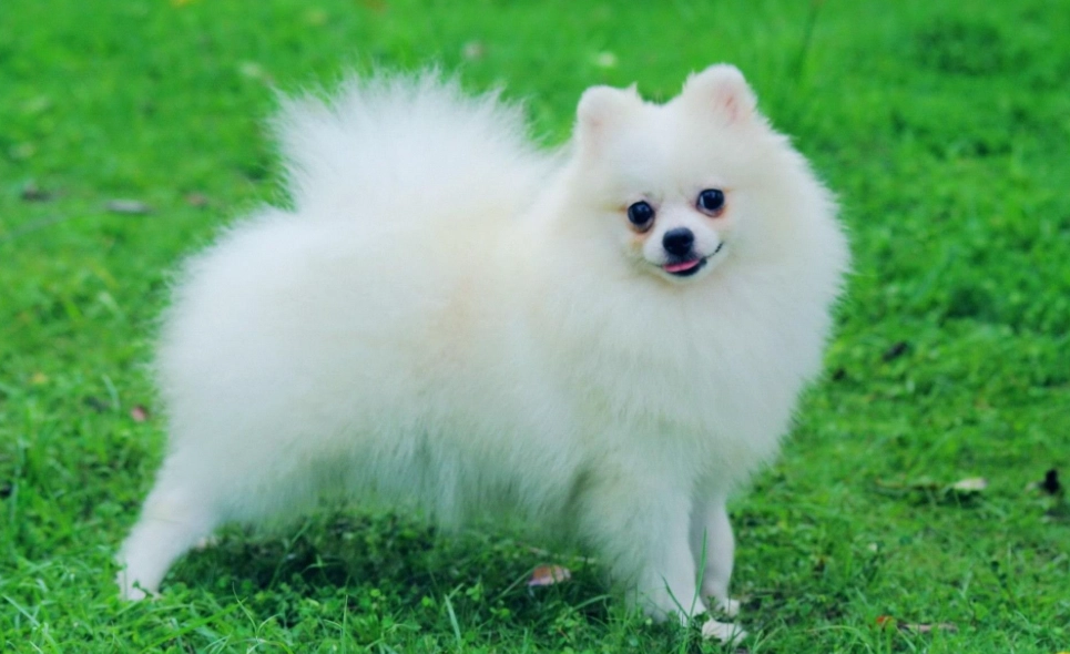 博美犬聰明嗎