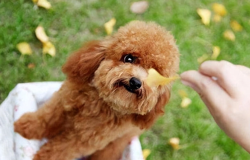 貴賓狗可以吃白飯嗎？獸醫與飼主經驗談，一次搞懂餵食重點與禁忌