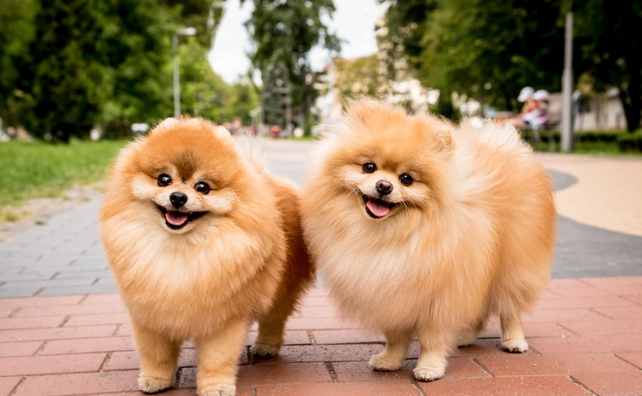 博美犬品種 博美犬品種
