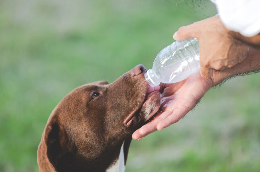 狗狗 椰子水 狗狗 椰子水