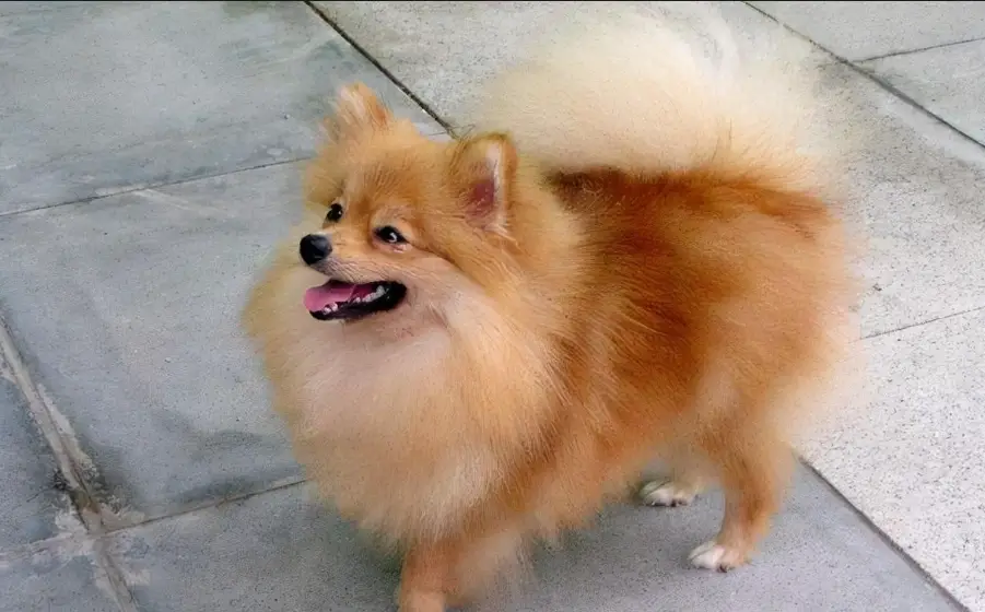小型犬照顧指南 小型犬照顧指南