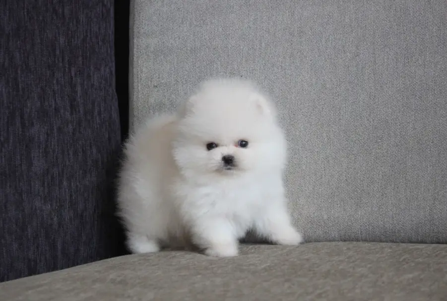博美犬聰明嗎 博美犬聰明嗎