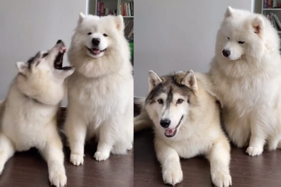 犬種科學分類
