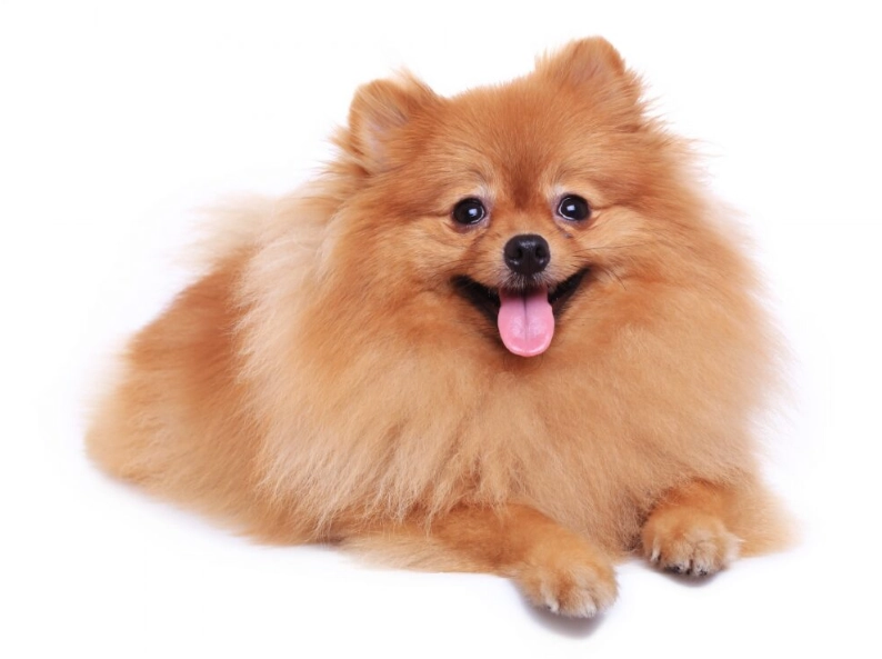 博美犬好養嗎 博美犬好養嗎