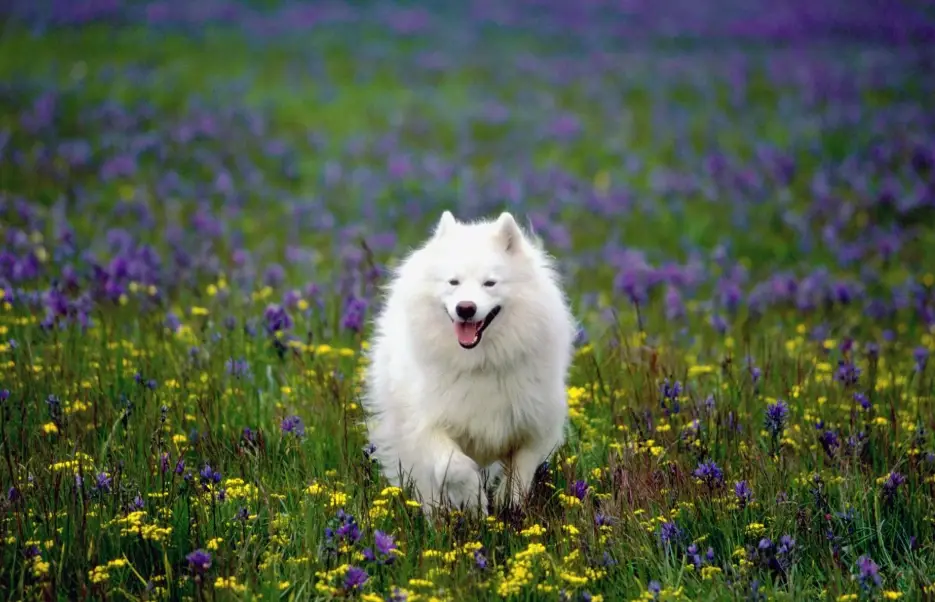 犬貧血診斷