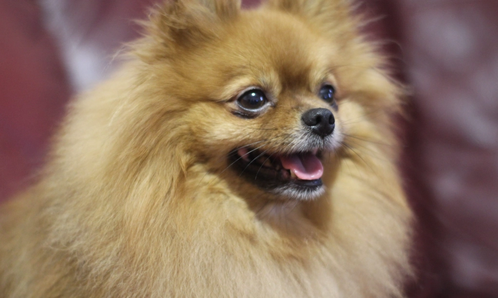 博美犬 香港 獸醫 博美犬 香港 獸醫
