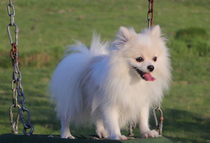 博美犬性格 博美犬性格