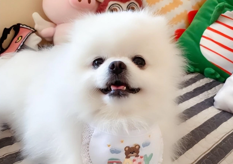 博美犬 領養 博美犬 領養