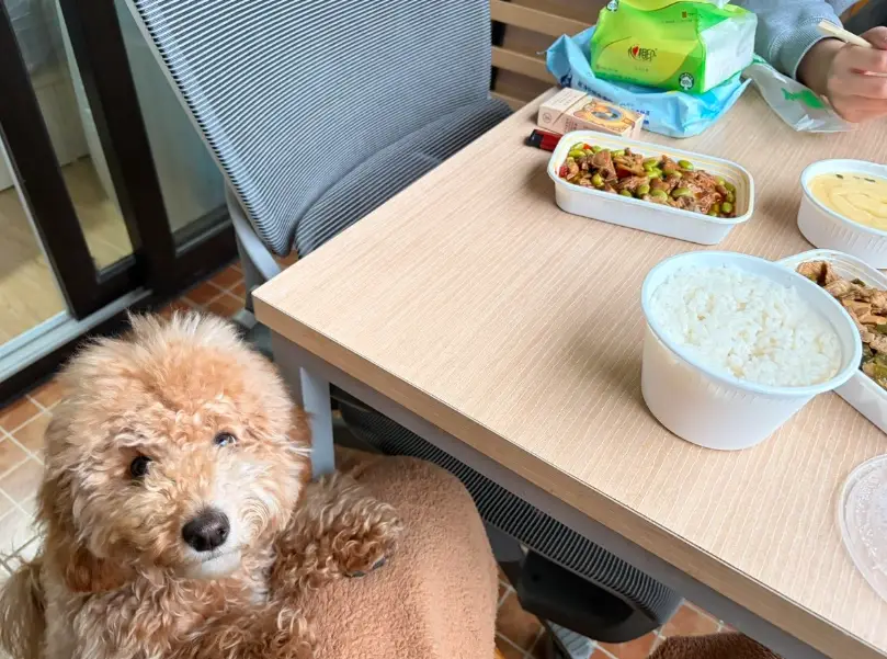 狗狗 可以 吃 白飯 嗎 狗狗 可以 吃 白飯 嗎
