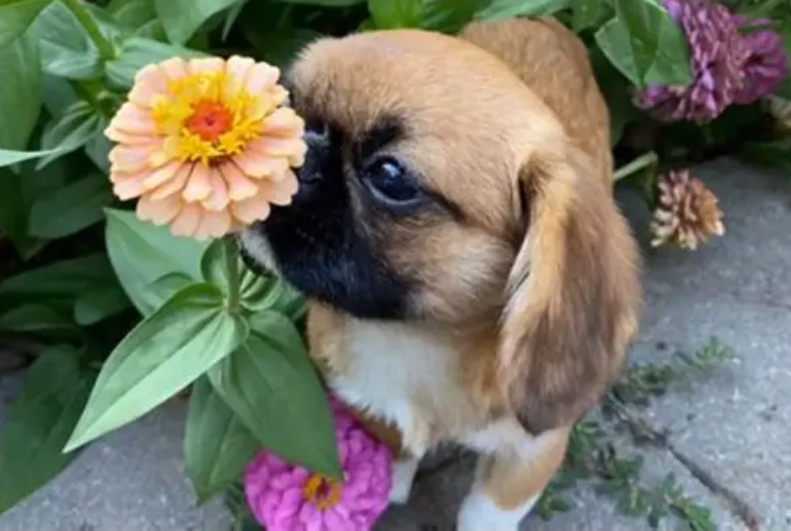無花果 狗 中毒 無花果 狗 中毒