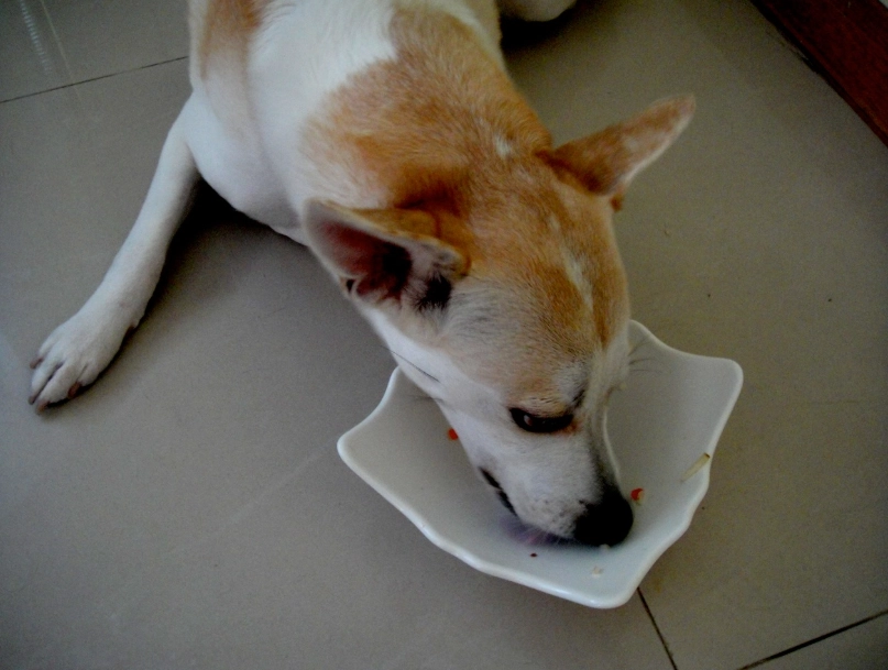 宠物健康饮食