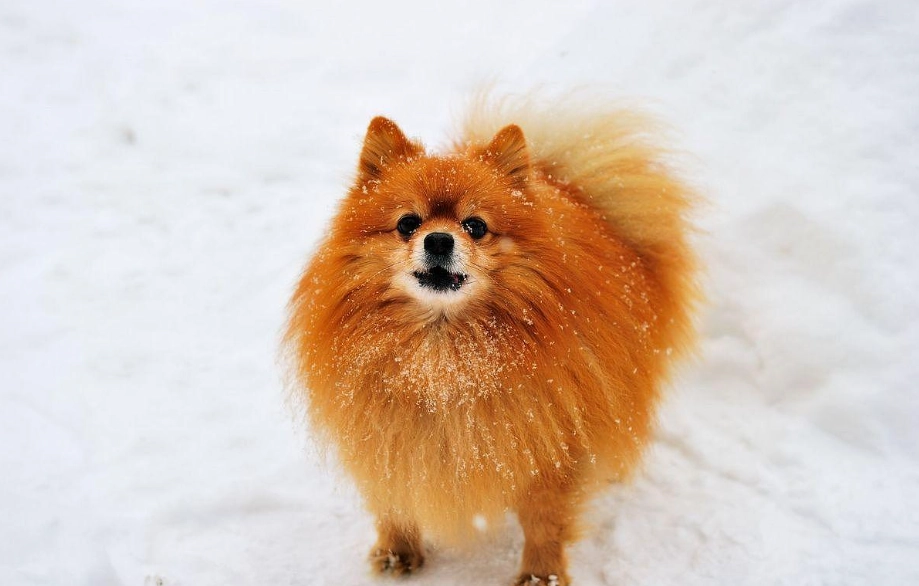博美犬飼養指南 博美犬飼養指南