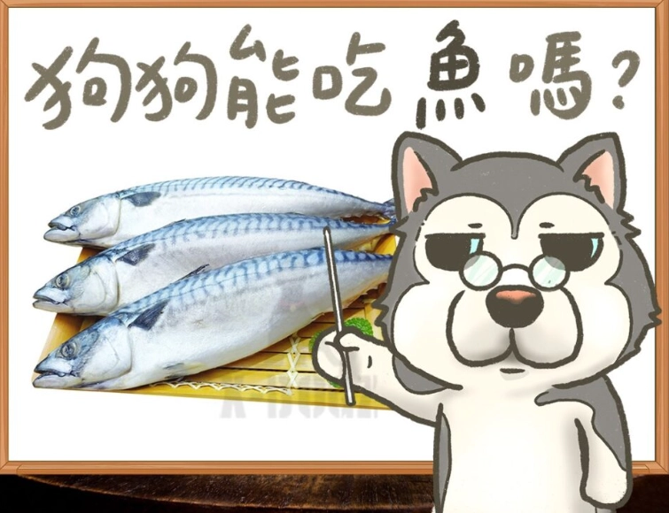 狗狗 鯖魚 狗狗 鯖魚