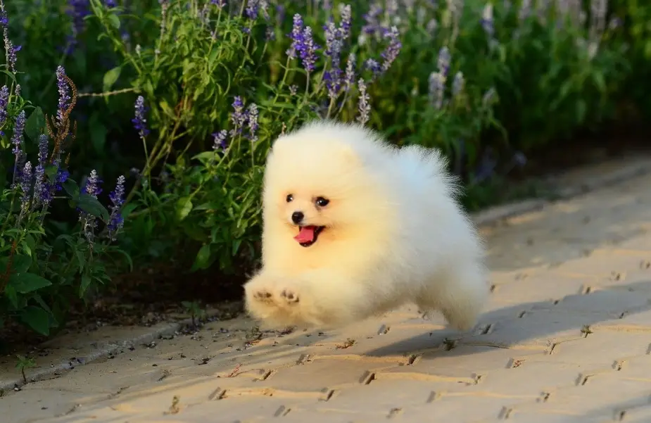 博美犬缺點 博美犬缺點