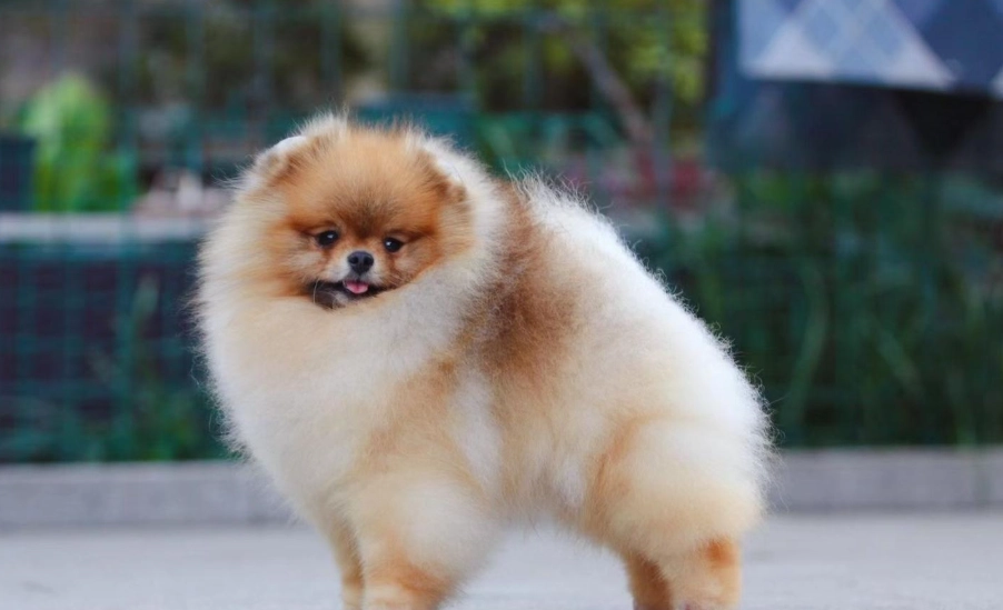 博美犬品種 博美犬品種