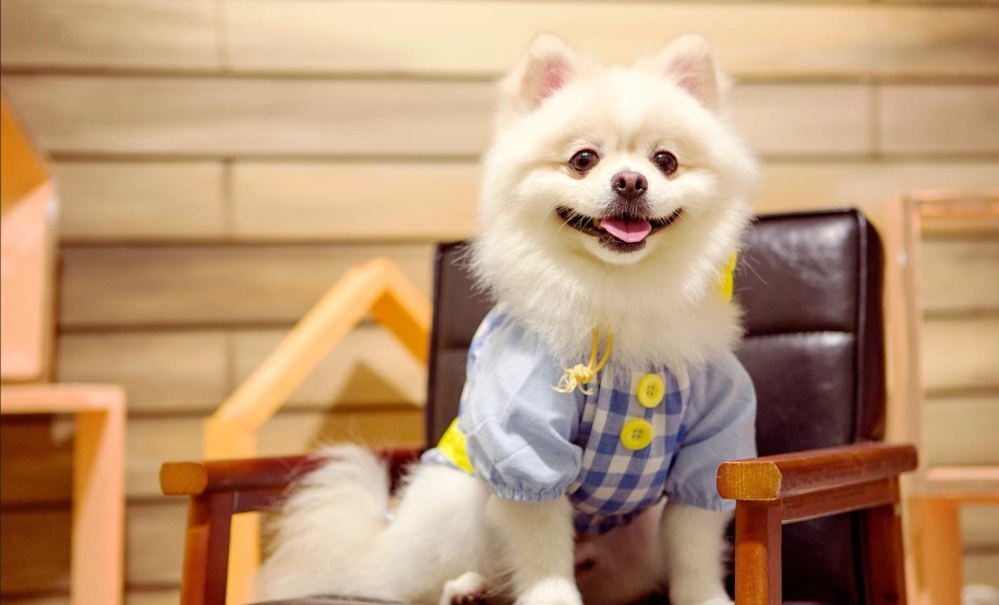 博美犬性格 博美犬性格