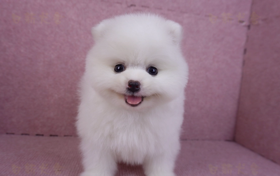 博美犬 價格 台灣 博美犬 價格 台灣
