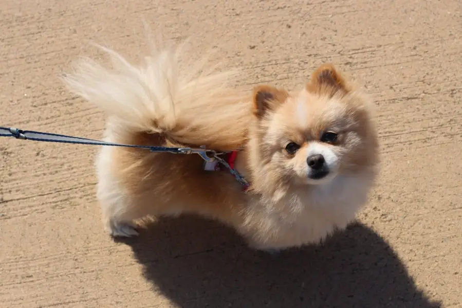 博美犬聰明嗎 博美犬聰明嗎