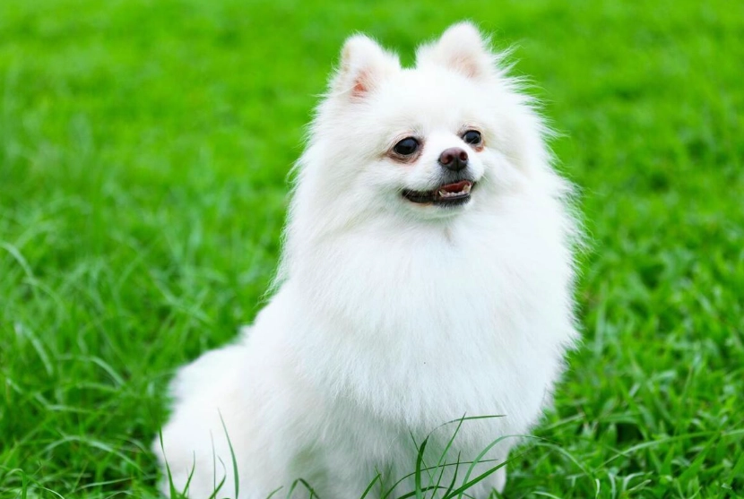 博美犬優缺點 博美犬優缺點