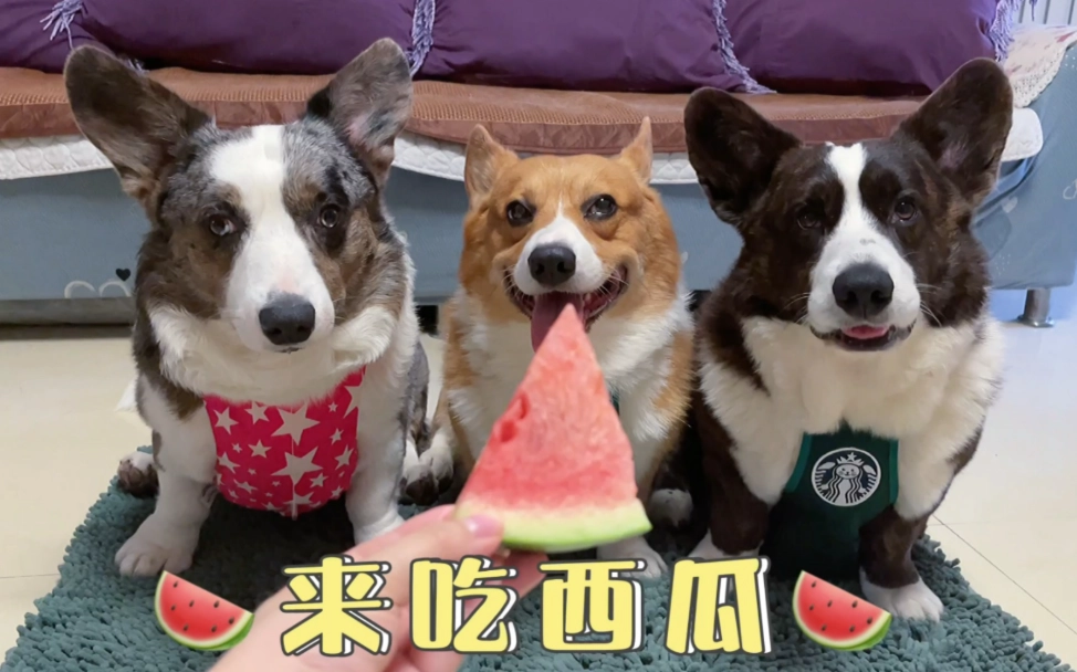 狗狗飲食安全 狗狗飲食安全