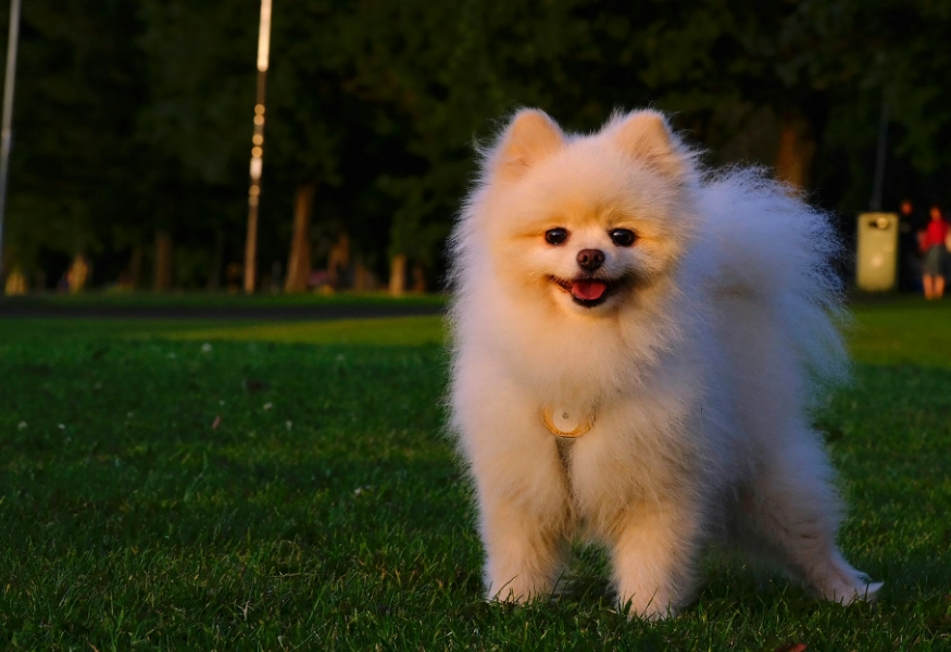 博美犬訓練方法