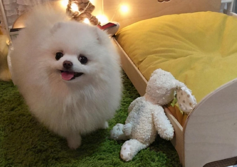 博美智商 博美智商