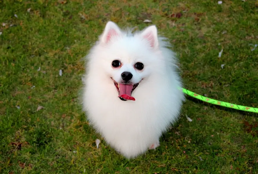 小型犬好養嗎 小型犬好養嗎