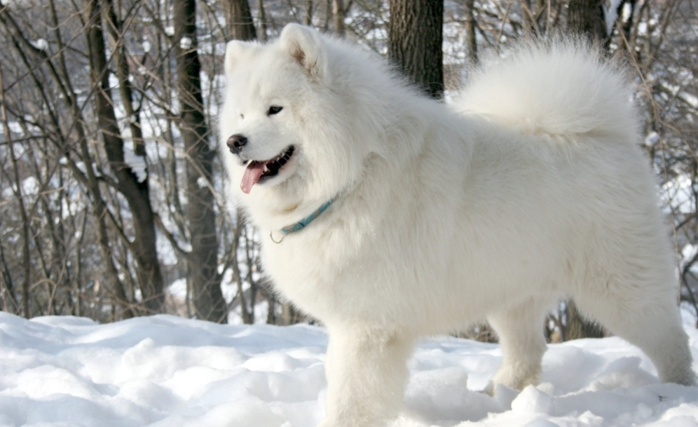 大型犬饲养