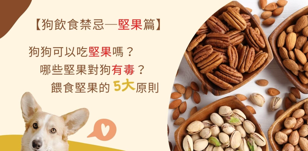 狗吃薑黃