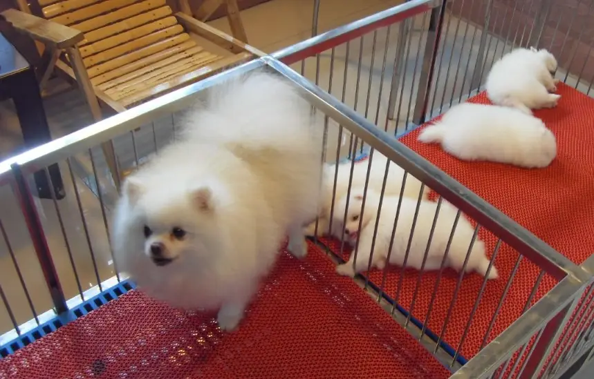 博美犬飼養心得 博美犬飼養心得
