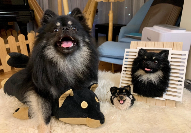 博美犬 領養 博美犬 領養
