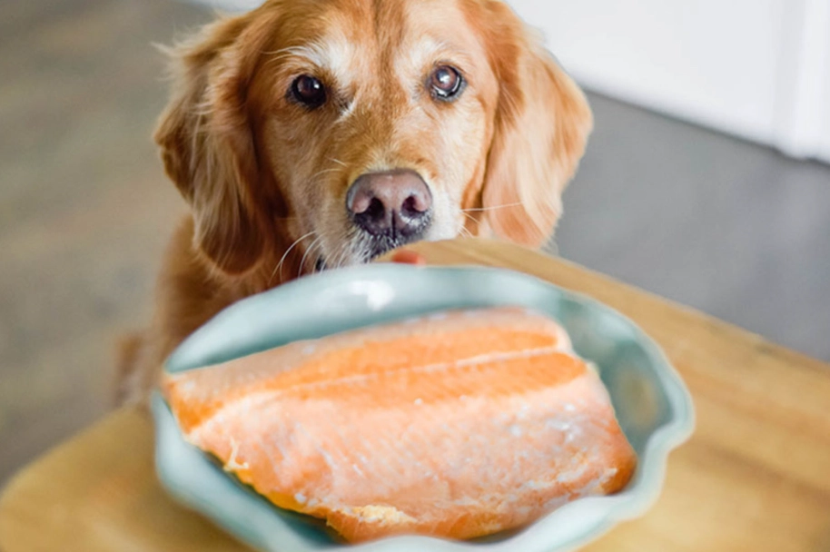 狗狗魚刺卡住 狗狗魚刺卡住