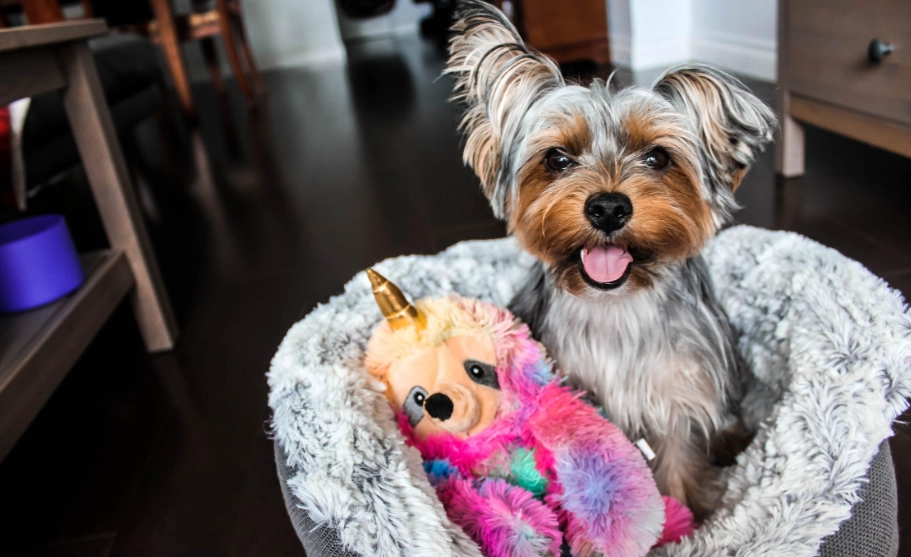 忠犬排名 忠犬排名