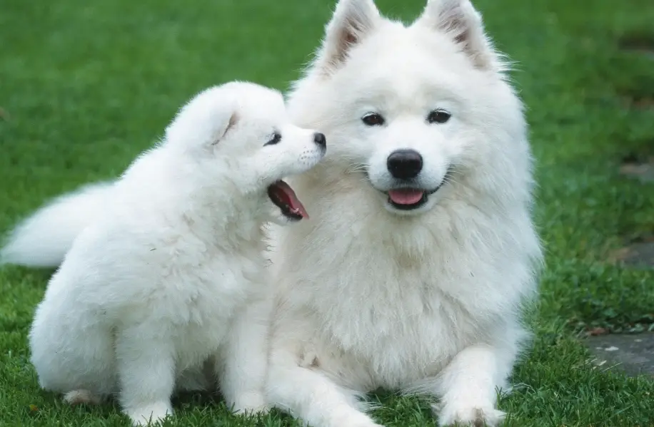 小型犬壽命 小型犬壽命