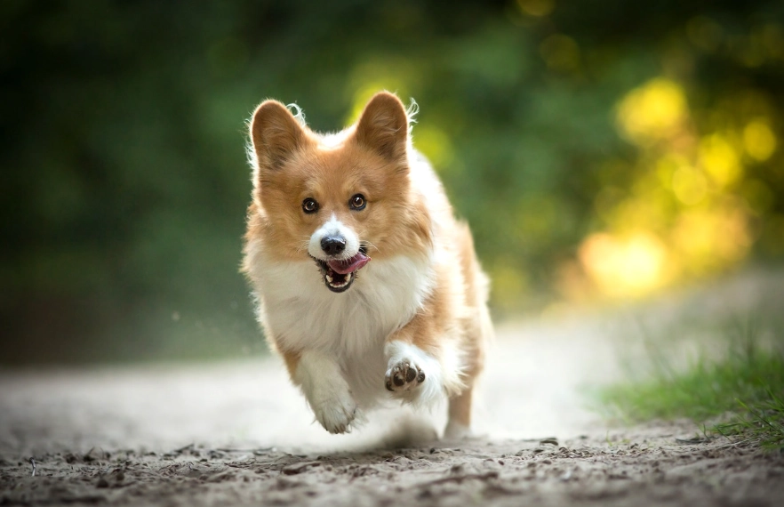 狗狗貧血