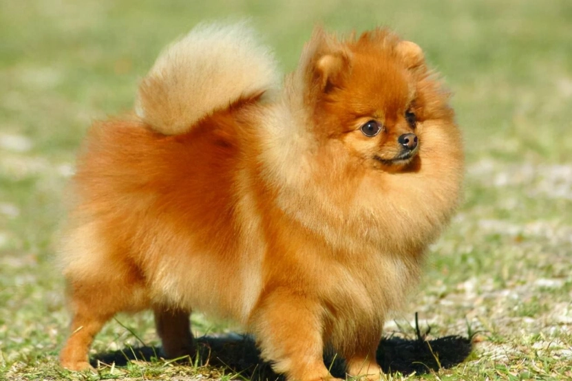 博美犬幼犬價格 博美犬幼犬價格