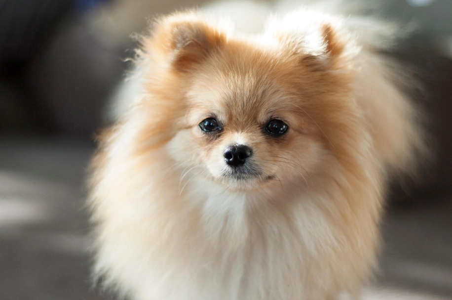 博美犬訓練