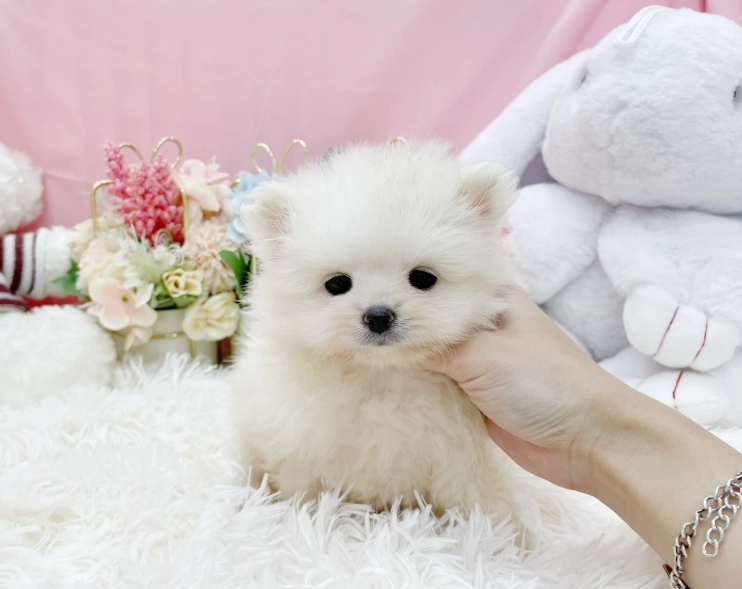 博美犬訓練 博美犬訓練