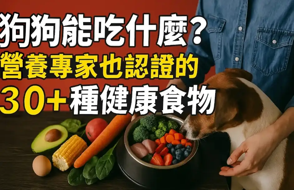 狗吃薑黃